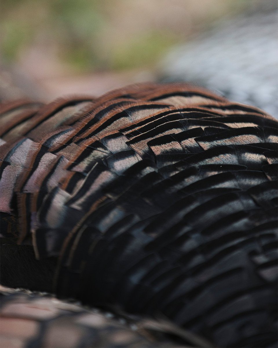 Realtree tweet media