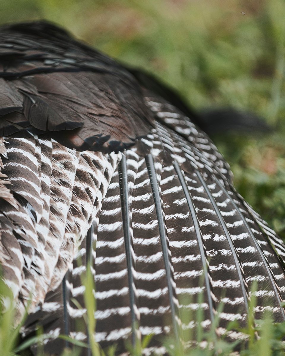 Realtree tweet media