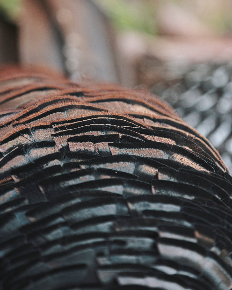 Realtree tweet media