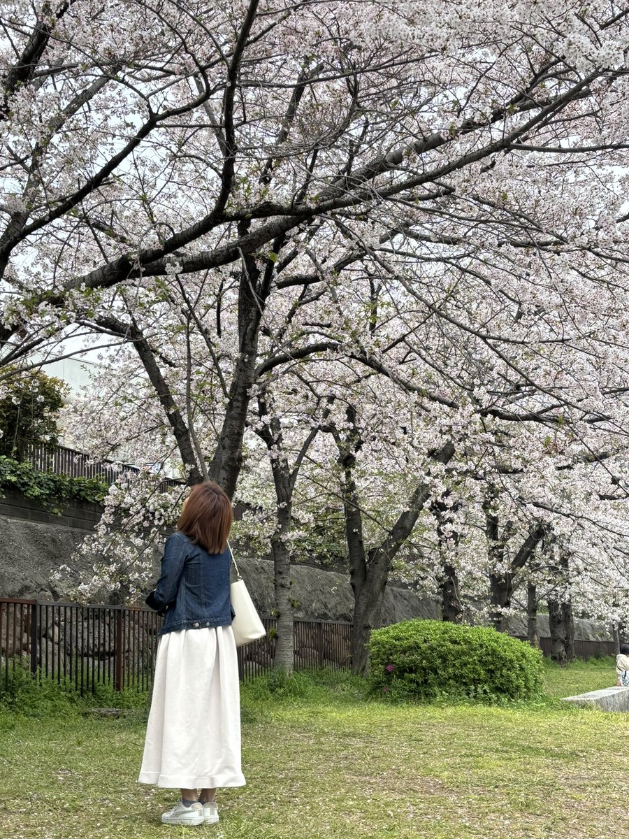 _nene_da_'s tweet photo. おはようございます😊
昨日もAudireを着てお出かけ🌸
カメラマンに撮ってもらいました♡♡♡😂

今回はデニムジャケットでカジュアルに👗
Audireは着こなしでフォーマルにもカジュアルにもコーデが出来るからありがたいです🥰

#Audire
#桜
#大阪城
#大阪城公園
#郡司恭子 アナ https://t.co/1iywyHkhzg