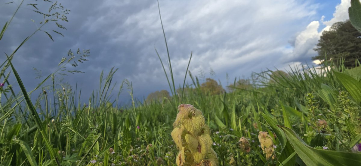 stormchasinchick tweet media