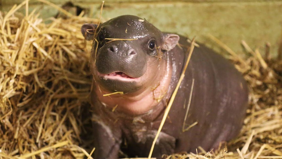 The world's a mess, but you deserve something uplifting on your timeline, so here's a cute photo of a pygmy hippo calf.