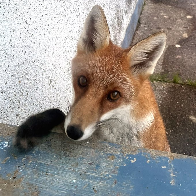 banbloodsports's tweet photo. Hands up who wants fox hunting finally banned in #Ireland 🙌💚🦊 In this barbaric bloodsport, foxes are chased to exhaustion and ripped apart by packs of hounds. It's time for the Irish Government to #BanFoxHunting https://t.co/HybVyrILyt https://t.co/kTqx63FLxd
