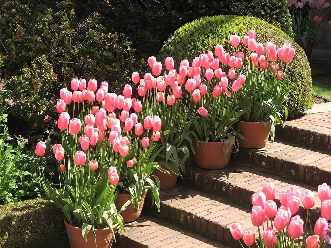 heart_jpg's tweet image. a garden of tulips 🌷