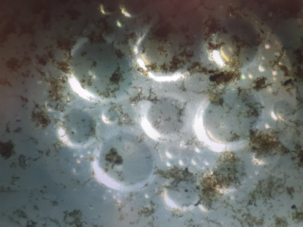 After incubating this chemtrails / fog fallout sample for just two days, we are already starting to see early signs of life forming. Here, we see the microbubbles and larger aggregate bubbles forming as microbes seem to be outgassing something into the liquid (which is saline