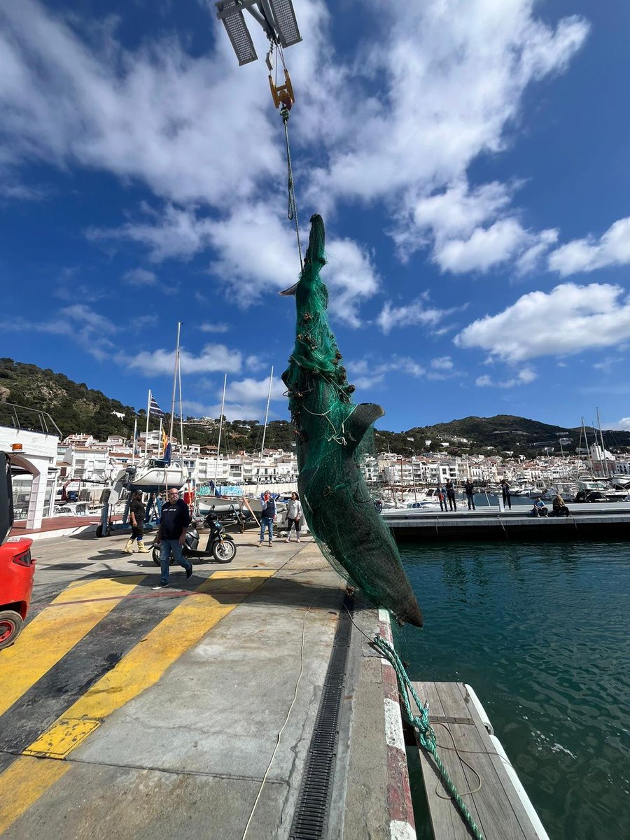 🦈🧐Ya está de alarmismo. Que el tiburón peregrino sea el 2º más grande del mundo no significa que sea peligroso

🔴Está en peligro de extinción y este animal fue capturado accidentalmente en Port de la Selva

#Tiburones #TiburónPeregrino  #Mediterráneo #StopSharkHysteria #shark