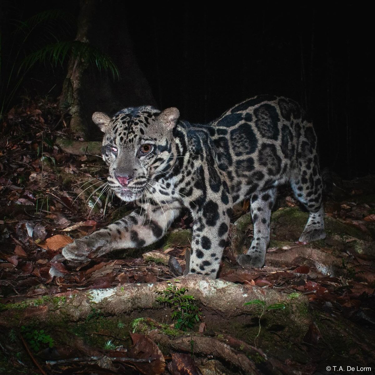 Clouded Leopard camera trap snap in Tawau Hills National Park