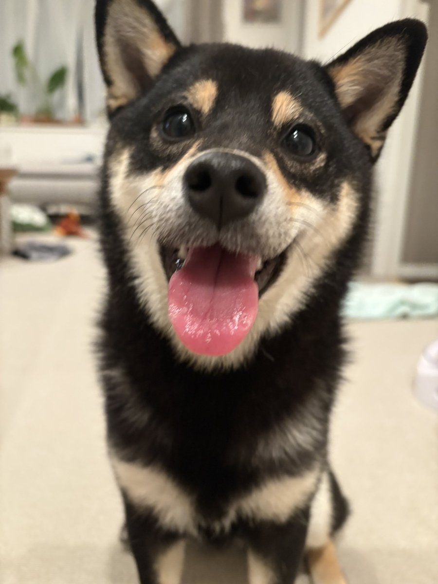 tohokom's tweet photo. うちのわんこのこんぶ、本当かわいすぎなんで見てください https://t.co/141JLTh4m0