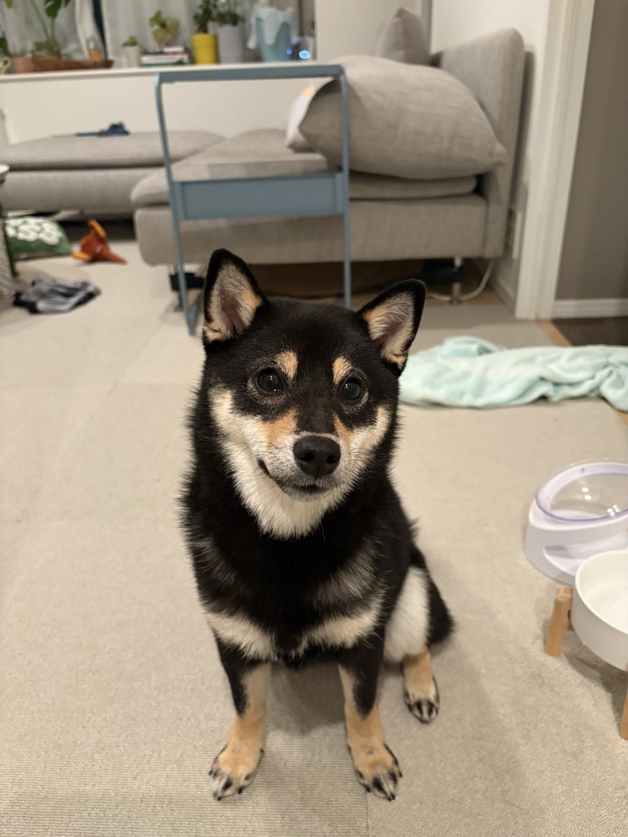tohokom's tweet photo. うちのわんこのこんぶ、本当かわいすぎなんで見てください https://t.co/141JLTh4m0