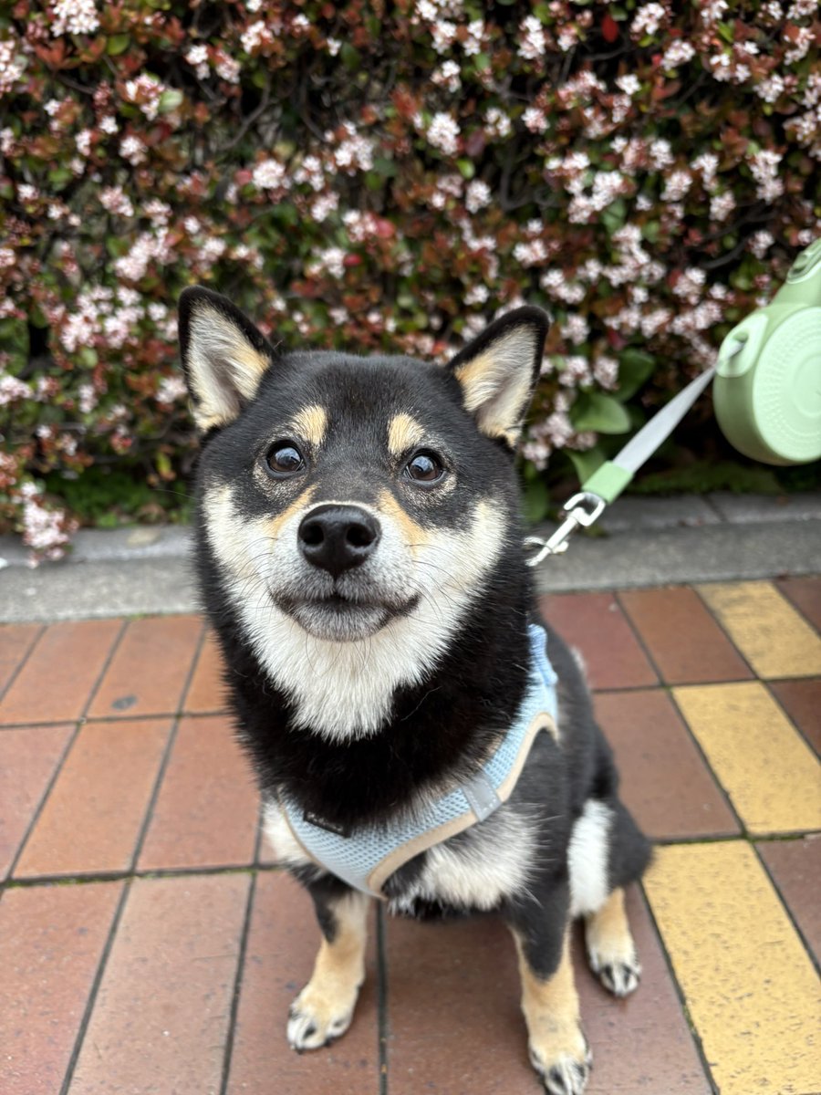 tohokom's tweet photo. うちのわんこのこんぶ、本当かわいすぎなんで見てください https://t.co/141JLTh4m0