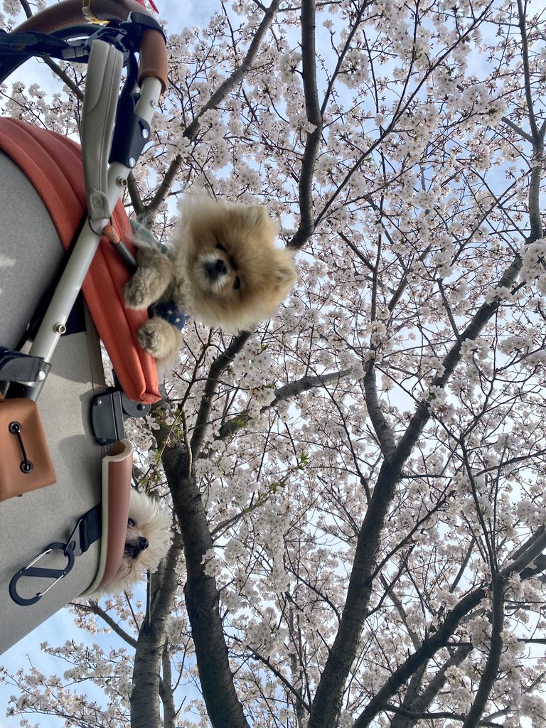 pome_bo's tweet photo. 桜よりボクを見ろ https://t.co/nm89smfKXU