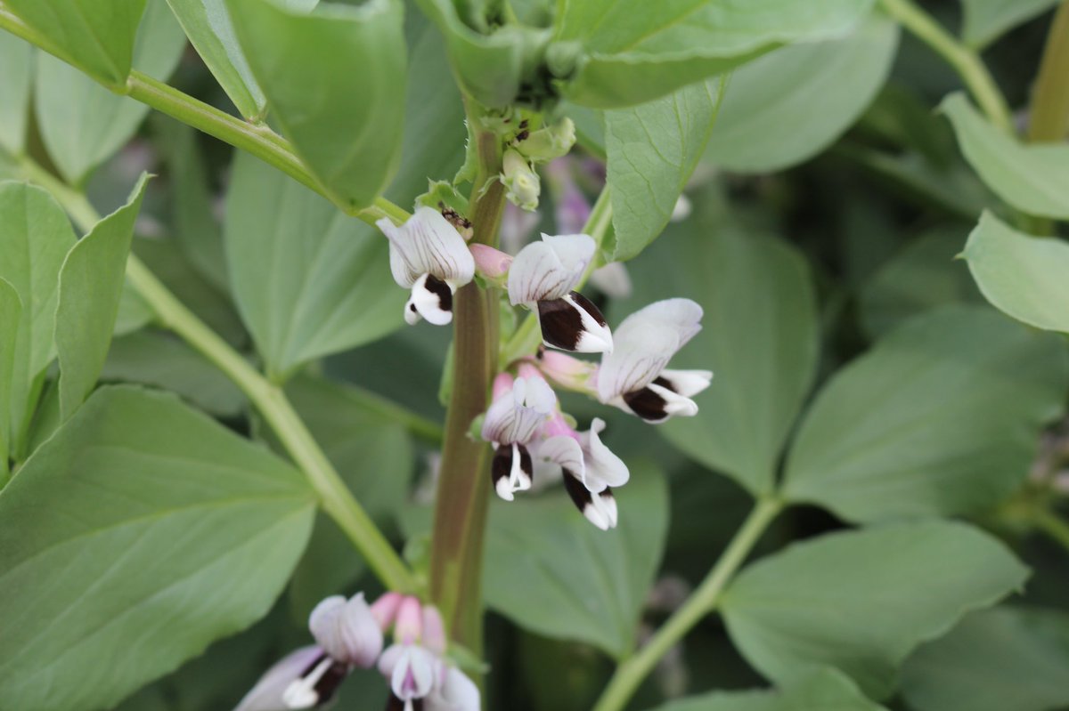 これは何の花でしょうか？✨ 白い花びらに、黒い模様が凛として綺麗ですね 実はこれは、そら豆の花です🌱☀️ そら豆の大きなさやからは意外ですよね😊  そして、そら豆は、サヤが上向きにつくので 「空（そら）豆」と言います‼️ サヤが下を向いたら収穫のタイミングです ...
