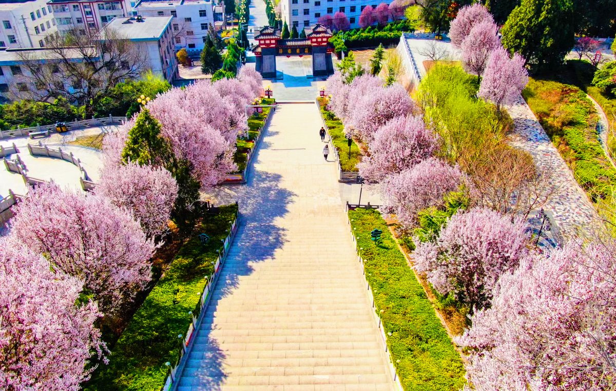 ExploreGansu's tweet photo. 🌷🌿🌷🌿Lingtai in Pingliang, #Gansu province, is ablaze with a myriad of blossoms, transforming the town into a poetic landscape that beckons visitors to witness the splendor of this blooming spring day. #CharmingGansu #SpringinGansu #SpringOutinginGansu #GansuTravel https://t.co/4rHzszHrmK