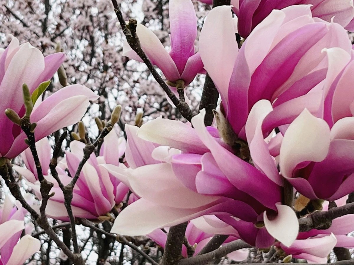 ExploreGansu's tweet photo. 🌷🌿🌷🌿Lingtai in Pingliang, #Gansu province, is ablaze with a myriad of blossoms, transforming the town into a poetic landscape that beckons visitors to witness the splendor of this blooming spring day. #CharmingGansu #SpringinGansu #SpringOutinginGansu #GansuTravel https://t.co/4rHzszHrmK