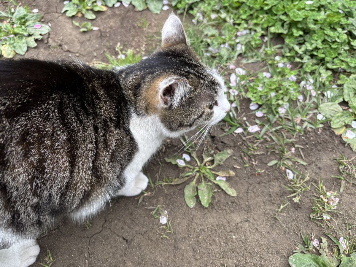 撤収します。
ありがとうございました😸
#花はなの里オートキャンプ場