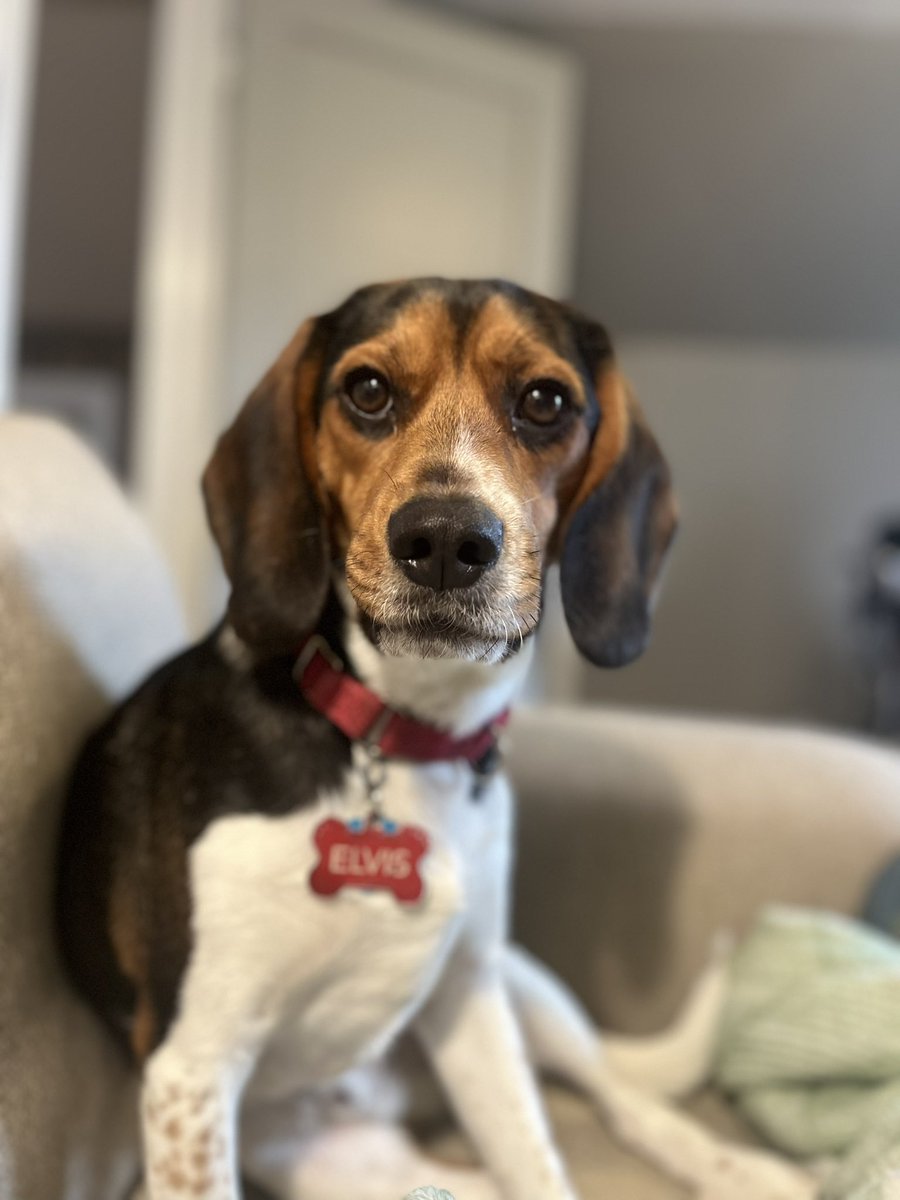 warelovemeets's tweet photo. @bunsenbernerbmd Elvis Dog heard you were talking about Beagles. 

Affectionate
Adorable 
Loud
Mischievous 
That’s our boy!! https://t.co/puzhgViNFa