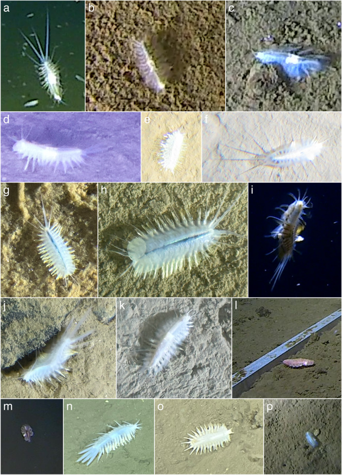 Deep Sea Research Centre (@deepseauwa) on Twitter photo 📣New publication is out!
“Scale worm diversity in abyssal and hadal environments (Aphroditiformia, Annelida)” led by <a href="/bcg5574/">Brett C. Gonzalez, PhD</a> and <a href="/Hadalbloke/">Alan Jamieson</a>
doi.org/10.1016/j.dsr.… 📣New publication is out!
“Scale worm diversity in abyssal and hadal environments (Aphroditiformia, Annelida)” led by <a href="/bcg5574/">Brett C. Gonzalez, PhD</a> and <a href="/Hadalbloke/">Alan Jamieson</a>
doi.org/10.1016/j.dsr.…