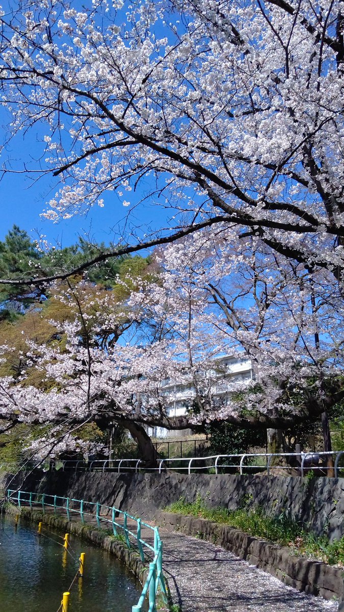 SatsukiKaiNet's tweet photo. 今日は東京大学・大学院の入学式です。

ご入学された皆さん
おめでとうございます！

皆さんの大学生活、大学院生活が
実り豊かなものになりますように💐 https://t.co/GRTpvKtd27