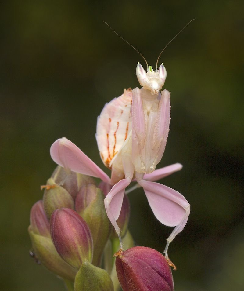 faewings's tweet photo. orchid mantis https://t.co/PfqCWDTiEc