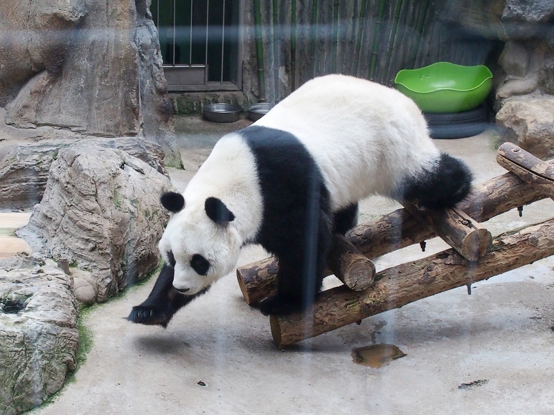 SpotlightBJ's tweet image. Good morning, #Beijing! The #giantpandas at #BeijingZoo are putting on a comedy show—splashing in the water and rolling around with their endless antics!🐼 #SpotlightBeijing #AmazingBeijing #BeautifulBeijing #Beijing365