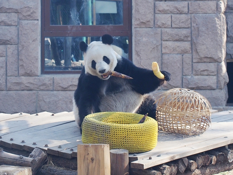 SpotlightBJ's tweet image. Good morning, #Beijing! The #giantpandas at #BeijingZoo are putting on a comedy show—splashing in the water and rolling around with their endless antics!🐼 #SpotlightBeijing #AmazingBeijing #BeautifulBeijing #Beijing365