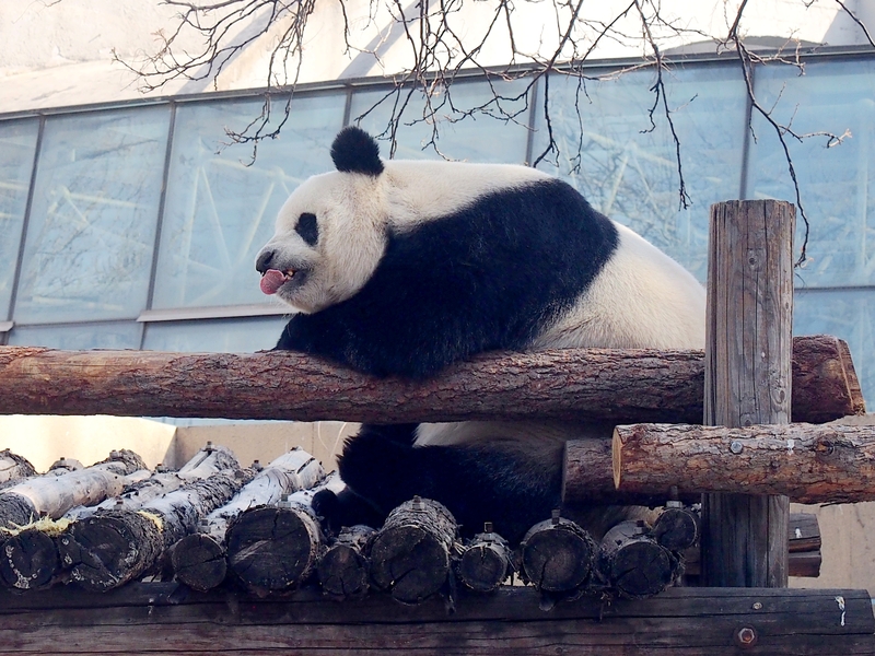 SpotlightBJ's tweet image. Good morning, #Beijing! The #giantpandas at #BeijingZoo are putting on a comedy show—splashing in the water and rolling around with their endless antics!🐼 #SpotlightBeijing #AmazingBeijing #BeautifulBeijing #Beijing365