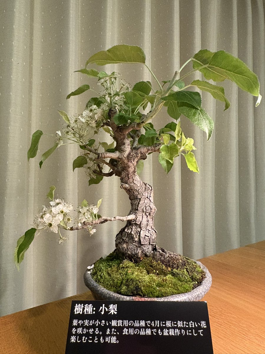 longgoodbye_nft's tweet photo. ついに！！初の柱盆栽がうちにも届きました✨🌳✨🌳
今年桜がまだ咲いていない僕には思いがけない花見ができて嬉しい！
うちのベランダに過去最高クラスの盆栽が追加されました😊
これ、もらえちゃうのって、嬉しすぎます！！ #BONSAICOIN 最高！！ https://t.co/gVTxtQ41u8