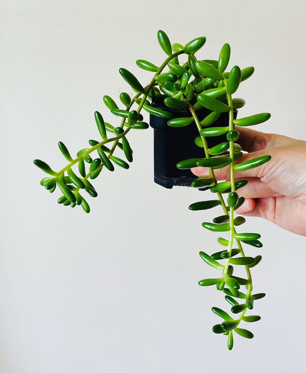 Sa_Bcomics's tweet photo. Jelly Bean Plant ♥️
乙女心🌱

#乙女心 #jellybeansucculent #jellybeans #jellybean #porkandbeans #sedumrubrotinctum #Crassulaceae #sedum #ベンケイソウ科 #多肉植物 https://t.co/I24vDYacfs