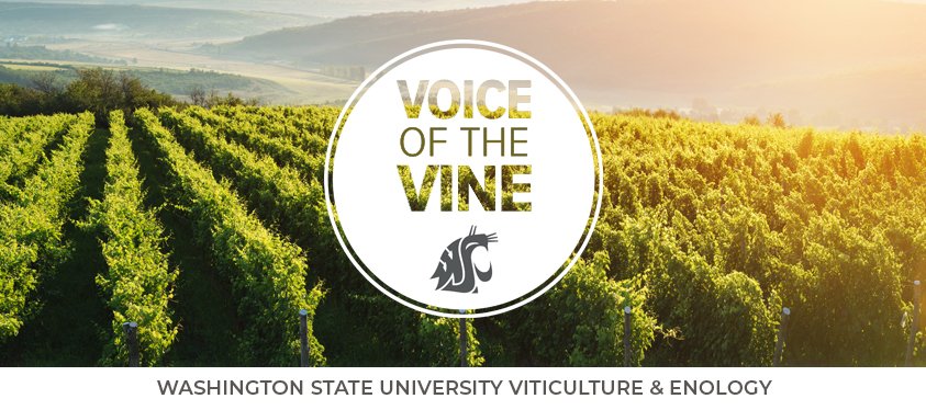 WSU CAHNRS (@wsucahnrs) on Twitter photo More stylistic control for winemakers, scarcity drives pricing for cult wines, the 2025 pest management guide for grapes in Wash., events, & much more. All in the latest Voice of the Vine newsletter. Subscribe today! #GoCougs <a href="/WSUWineScience/">WSU V&E Program</a> us5.campaign-archive.com/?u=3cd4b2a3285… More stylistic control for winemakers, scarcity drives pricing for cult wines, the 2025 pest management guide for grapes in Wash., events, & much more. All in the latest Voice of the Vine newsletter. Subscribe today! #GoCougs <a href="/WSUWineScience/">WSU V&E Program</a> us5.campaign-archive.com/?u=3cd4b2a3285…