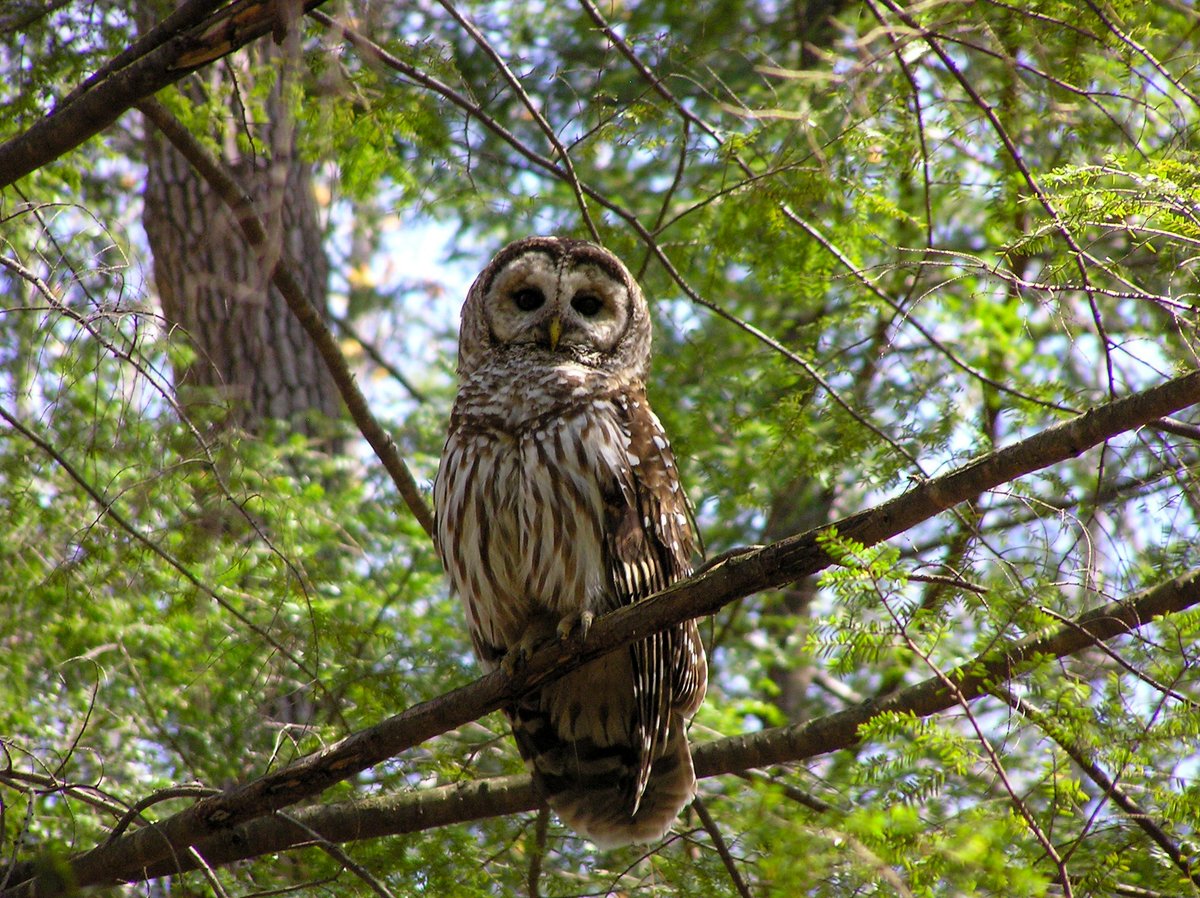 “Who cooks for you? Who cooks for you all?” If you hear this in the Smokies, it’s not a catering service. That’s the distinctive call of the barred owl. Along with being heard, they’re the most seen owl because they can be active during the day. (Photo by Ann Froschauer)