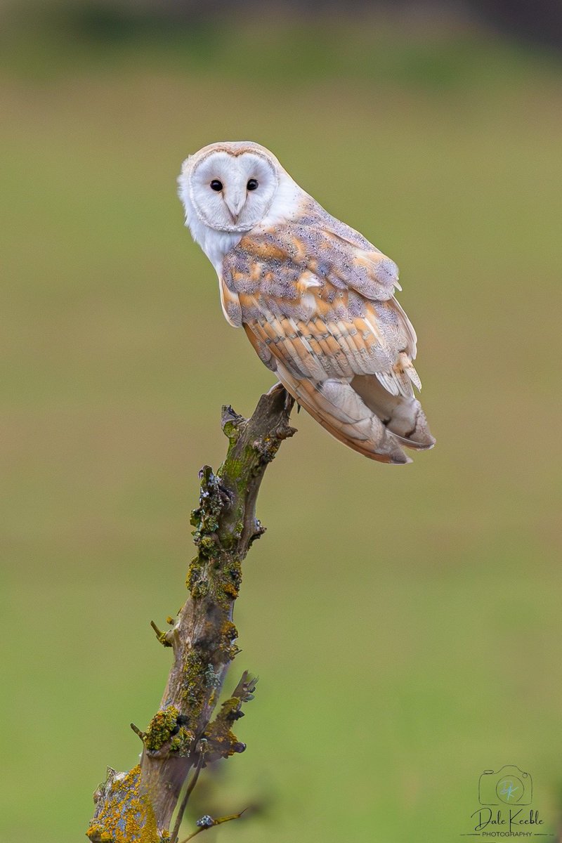 Cybernest's tweet photo. A lovely capture of this beautiful barn owl, taken in the Shotley area in Suffolk ~ I have to wonder if she (I think she's a she) uses our old mast see below), to catch her breath or observe for prey? 🤔😁🥰💕 1/3 #BarnOwl #HMSGanges #Suffolk #MasterChefGR
📷Dale Keeble https://t.co/3BUN0u6EMY