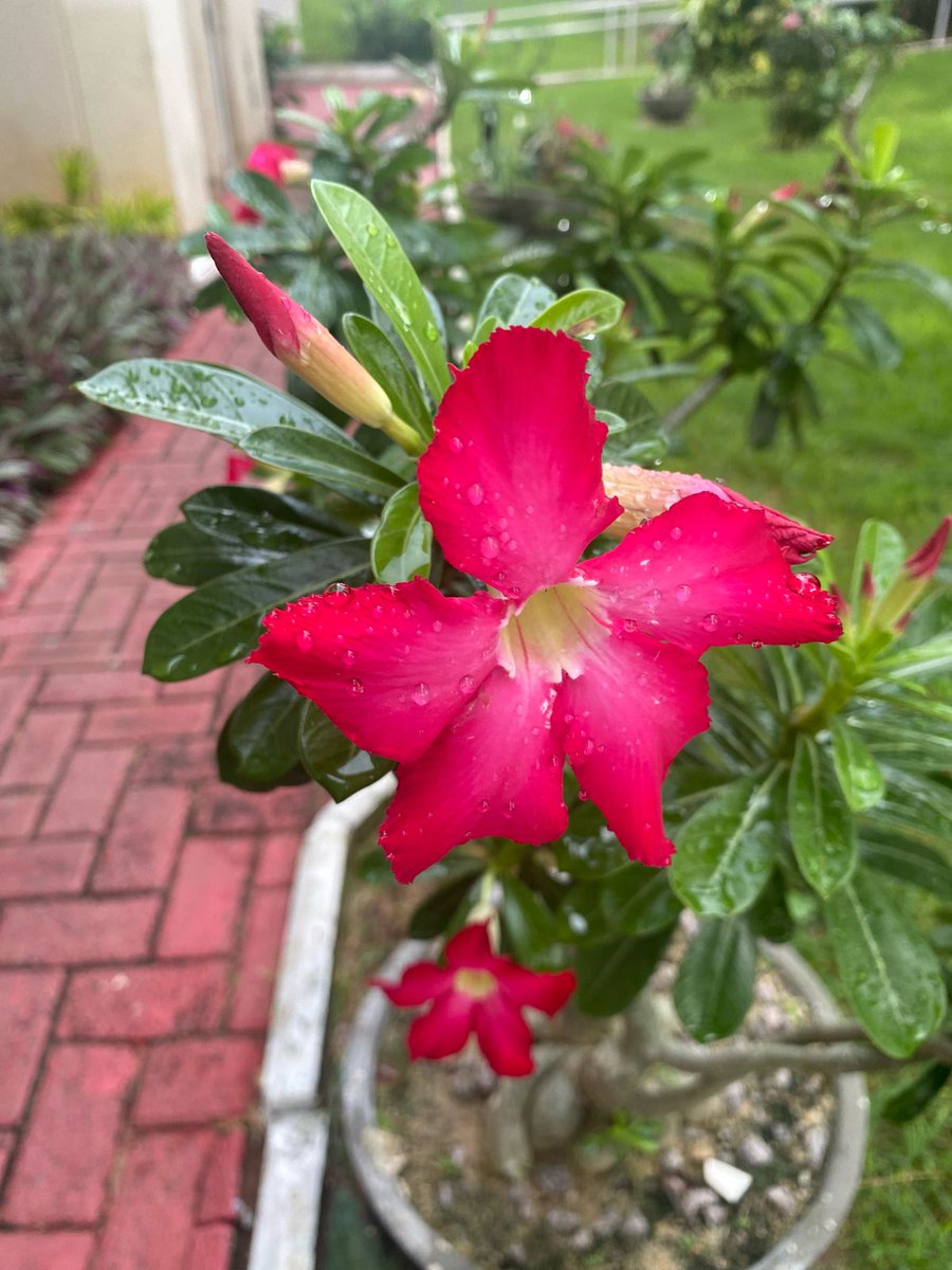 Às vezes, a vida pede uma virada. Mudar os planos, recomeçar e seguir o coração exige coragem — mas também é uma forma linda de recomeçar. E quando Deus vai com a gente, o novo sempre vale a pena.
#zelena #zeudi #zeudidipalma #zeudiners #helena #heleners #helenaprestes #helevier