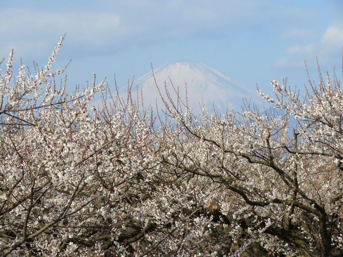 exp_ja's tweet photo. 【神奈川】
小田原市で早春に紅白の花で彩られる梅の名所

▽詳しく見る
https://t.co/U52MxFyCN6

#DeepExperience
#桜 https://t.co/k1pb9EsaZa