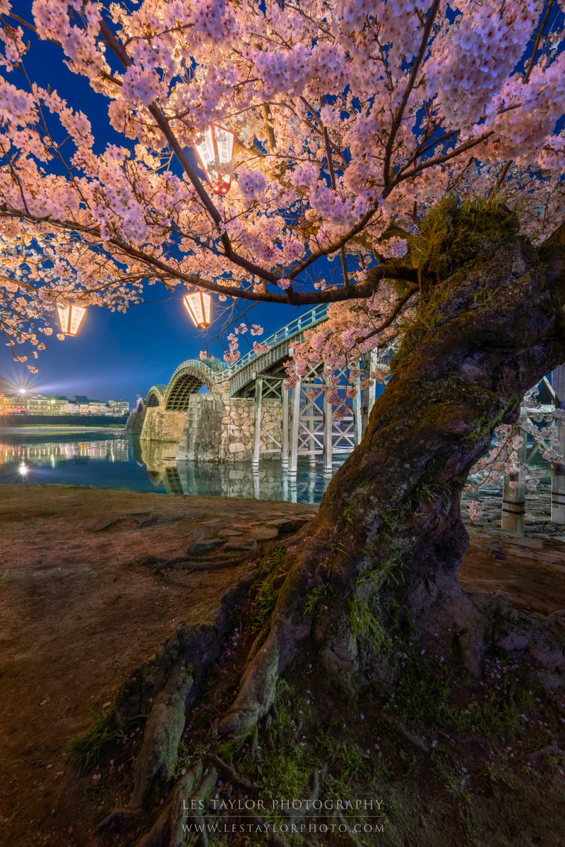 lestaylorphoto's tweet photo. From cherry blossom season in Iwakuni, Japan. These were taken last year around this time, and some of my favorite sakura photos I've ever taken! #japan #nikon #桜 #日本 #錦帯橋 https://t.co/hS8Tz9A9FZ