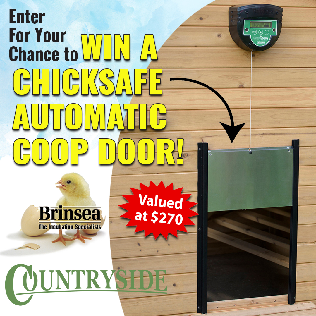 GRIT Magazine (@gritmagazine) on Twitter photo Calling all chicken enthusiasts! š„ Simplify your routine with the ChickSafe Advance automatic chicken coop door opener from <a href="/brinseaUS/">Brinsea Products Inc</a> - this robust system takes the guesswork out of coop management by automatically opening and closing your coop door
iamcountryside.com/sweepstakes/br⦠Calling all chicken enthusiasts! š„ Simplify your routine with the ChickSafe Advance automatic chicken coop door opener from <a href="/brinseaUS/">Brinsea Products Inc</a> - this robust system takes the guesswork out of coop management by automatically opening and closing your coop door
iamcountryside.com/sweepstakes/brā¦