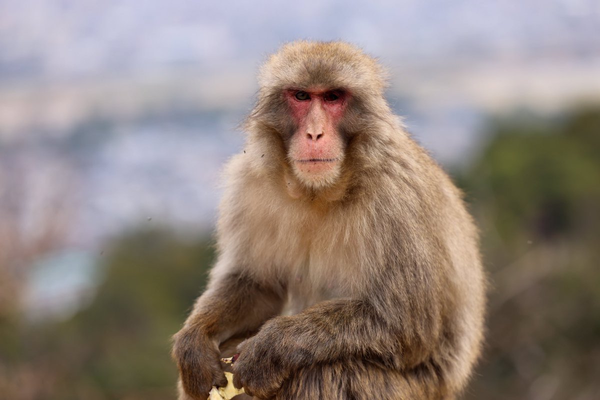 Josh Wolfe tweet media