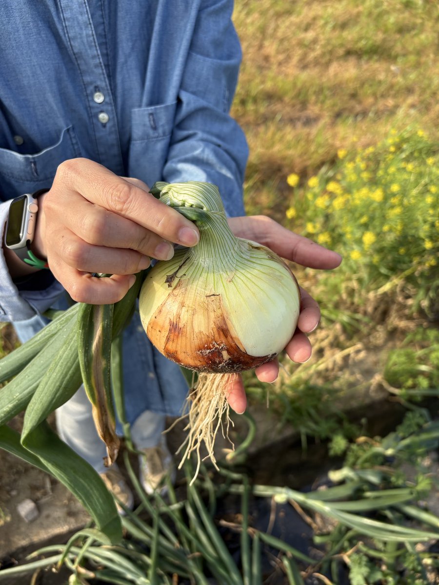 kinomi_b's tweet photo. 久し振りの投稿です。
いよいよ2025木の実野菜始まります。
第一弾は新たまねぎを販売します。
無人販売での販売を予定しております。
詳細は決まり次第お知らせ致します。 https://t.co/zrxNP4t6S7