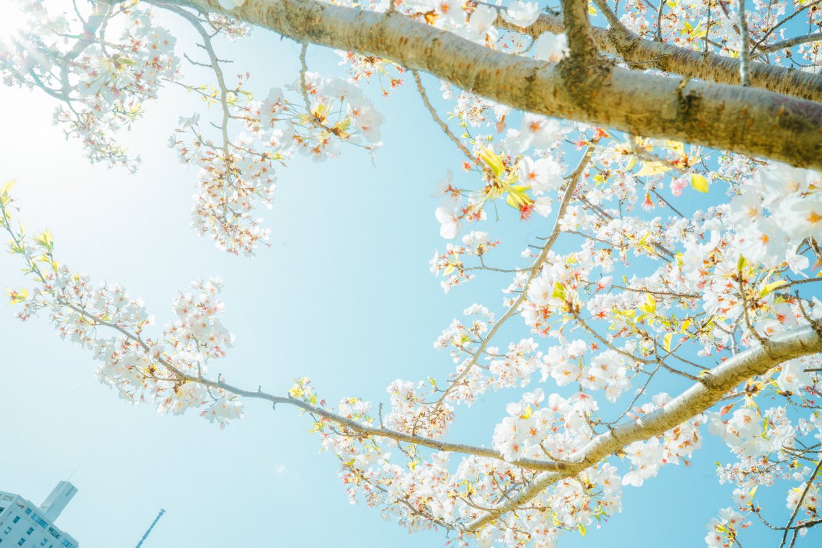 _ayumi_am's tweet photo. 今年はたくさん桜を見れました。
また来年。
#春の風物詩 #cherryblossom https://t.co/onDz61cFRt
