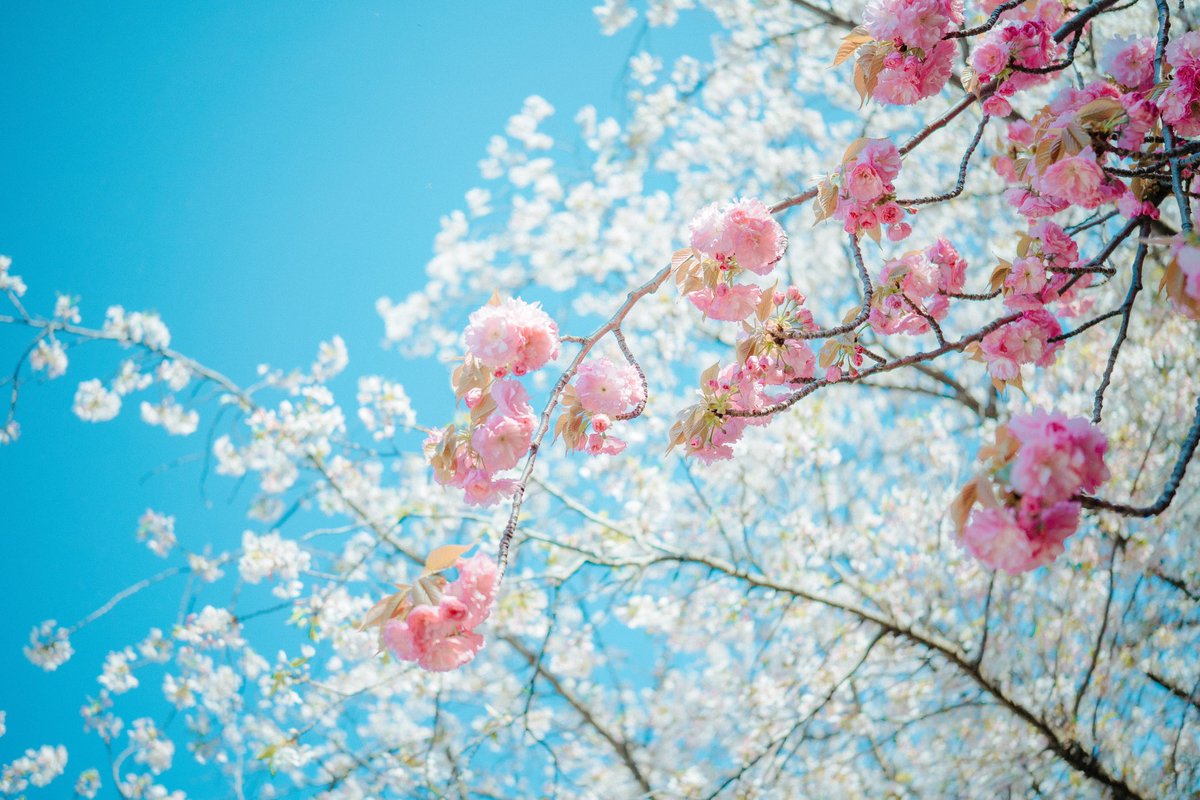 _ayumi_am's tweet photo. 今年はたくさん桜を見れました。
また来年。
#春の風物詩 #cherryblossom https://t.co/onDz61cFRt