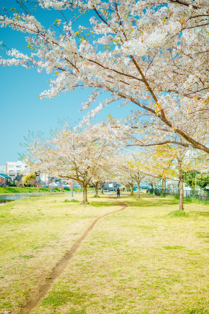 _ayumi_am's tweet photo. 今年はたくさん桜を見れました。
また来年。
#春の風物詩 #cherryblossom https://t.co/onDz61cFRt