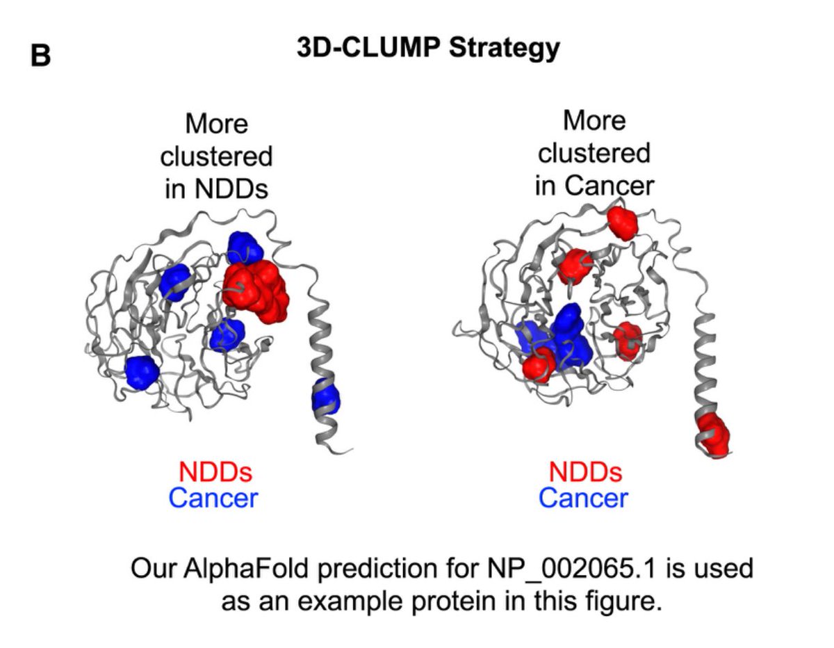 For people interested in autism and genetics, my fantastic colleague <a href="/tycheleturner/">Tychele Turner</a> has a cool new paper out looking at distinct patterns of mutations in genes linked to both neurodevelopment disorders and cancer. Different patterns of mutation for each:

cell.com/cell-genomics/…