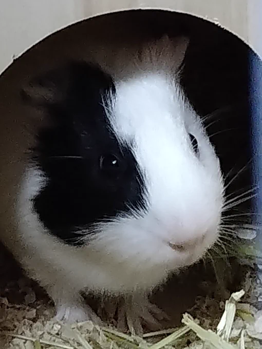 フォロワさんがモルモット飼い始めてたのを見かけたので、うちの子も久しぶりに載せてみる…モルモットは良いぞ…! 