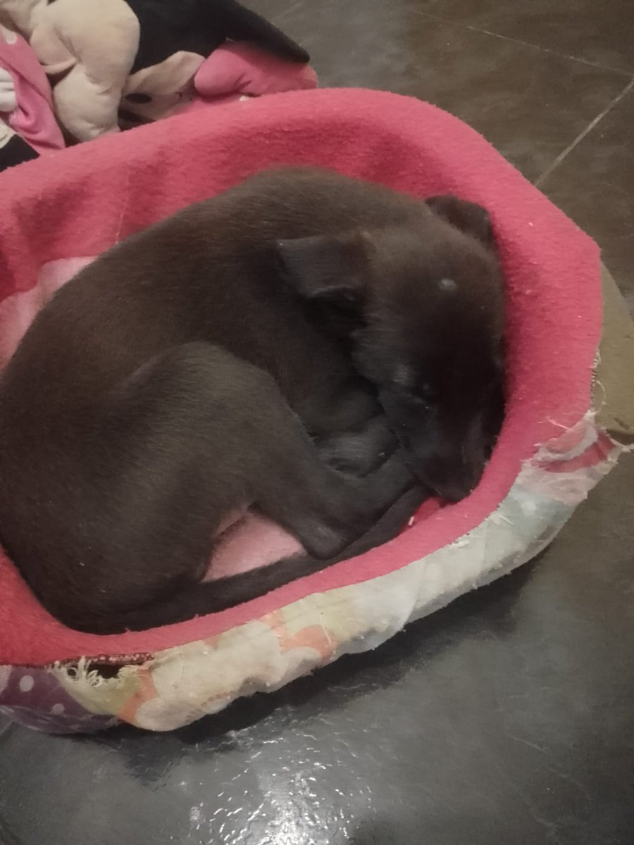 lagarzasosa_'s tweet photo. LO DEVUELVEN DESPUÉS DE UN MES
Lo adoptó el 11/3, ahora dice que no tiene espacio, que no tiene plata, tampoco lo llevó al veterinario
Necesito transito en capital para reubicar a este cachorro que se llama Moncho, que tiene 60 días.
si podes recibirlo, hablame
caba y GBA https://t.co/X0dukSZm46