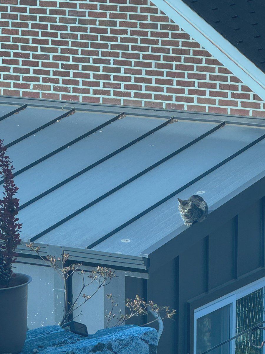 봄이 되고 바뀐듯한 이장님의 아침 루틴. 저 자리를 몹시 좋아하신다.