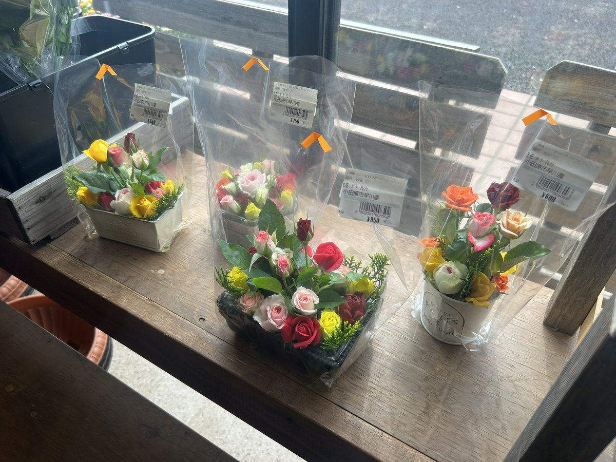 ichiyajyo's tweet photo. おはようございます。
今日は一日中、曇りや雨の予報です。
花散らしとならなぬ事を願いたいですね！
本日も一夜城ヨロイヅカファームは10時開店です。
＃一夜城ヨロイヅカファーム　＃石垣山一夜城　＃石垣山城　＃太閤一夜城　＃小田原　#バラ　#薔薇　#枝垂れ桜 https://t.co/2fi7L9gmhJ