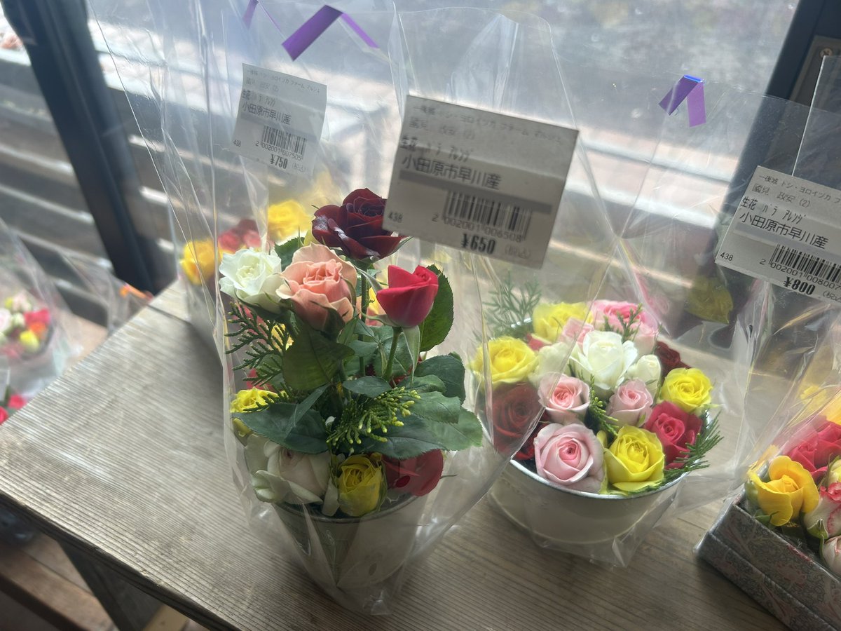 ichiyajyo's tweet photo. おはようございます。
今日は一日中、曇りや雨の予報です。
花散らしとならなぬ事を願いたいですね！
本日も一夜城ヨロイヅカファームは10時開店です。
＃一夜城ヨロイヅカファーム　＃石垣山一夜城　＃石垣山城　＃太閤一夜城　＃小田原　#バラ　#薔薇　#枝垂れ桜 https://t.co/2fi7L9gmhJ