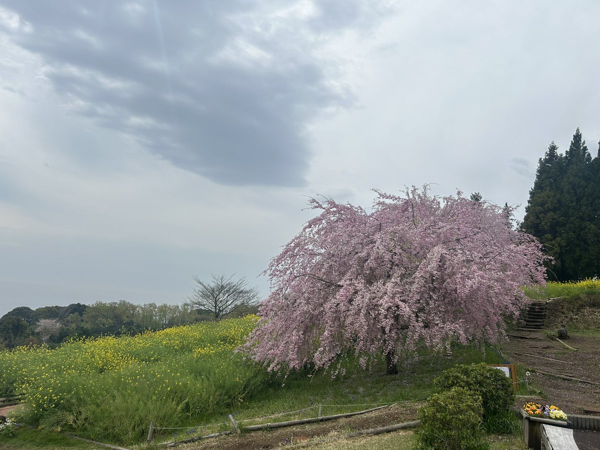 ichiyajyo's tweet photo. おはようございます。
今日は一日中、曇りや雨の予報です。
花散らしとならなぬ事を願いたいですね！
本日も一夜城ヨロイヅカファームは10時開店です。
＃一夜城ヨロイヅカファーム　＃石垣山一夜城　＃石垣山城　＃太閤一夜城　＃小田原　#バラ　#薔薇　#枝垂れ桜 https://t.co/2fi7L9gmhJ