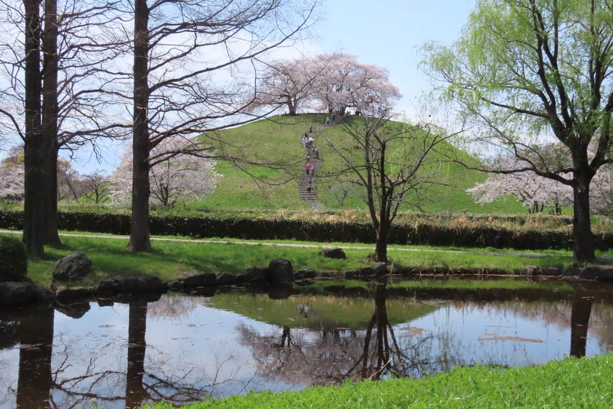bilbelly's tweet photo. さきたま古墳の丸墓山古墳の桜 https://t.co/VcPbm52f2T