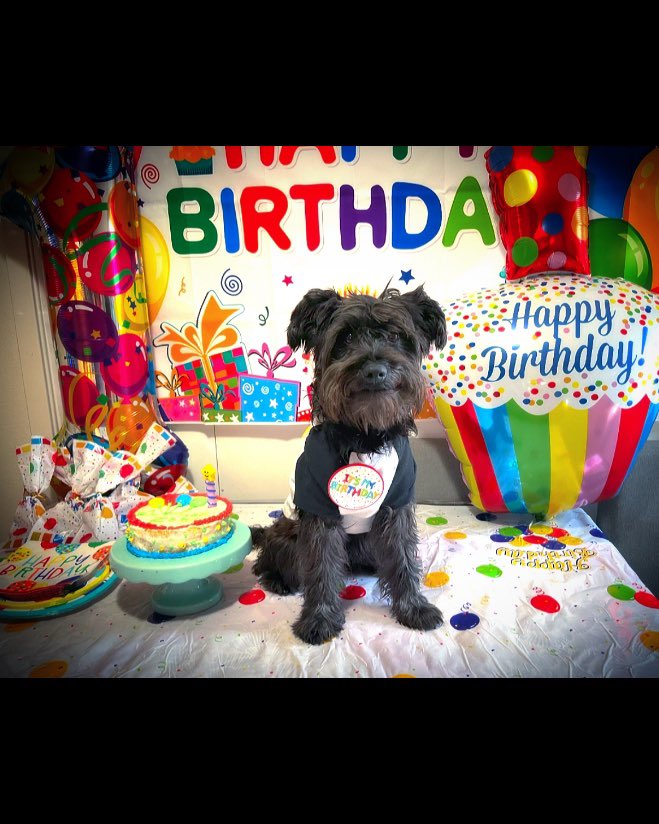 rebexxgtz's tweet photo. Our sweet Zoë girl’s 1st birthday.🎈🎂 https://t.co/RJAJnQ2ugb