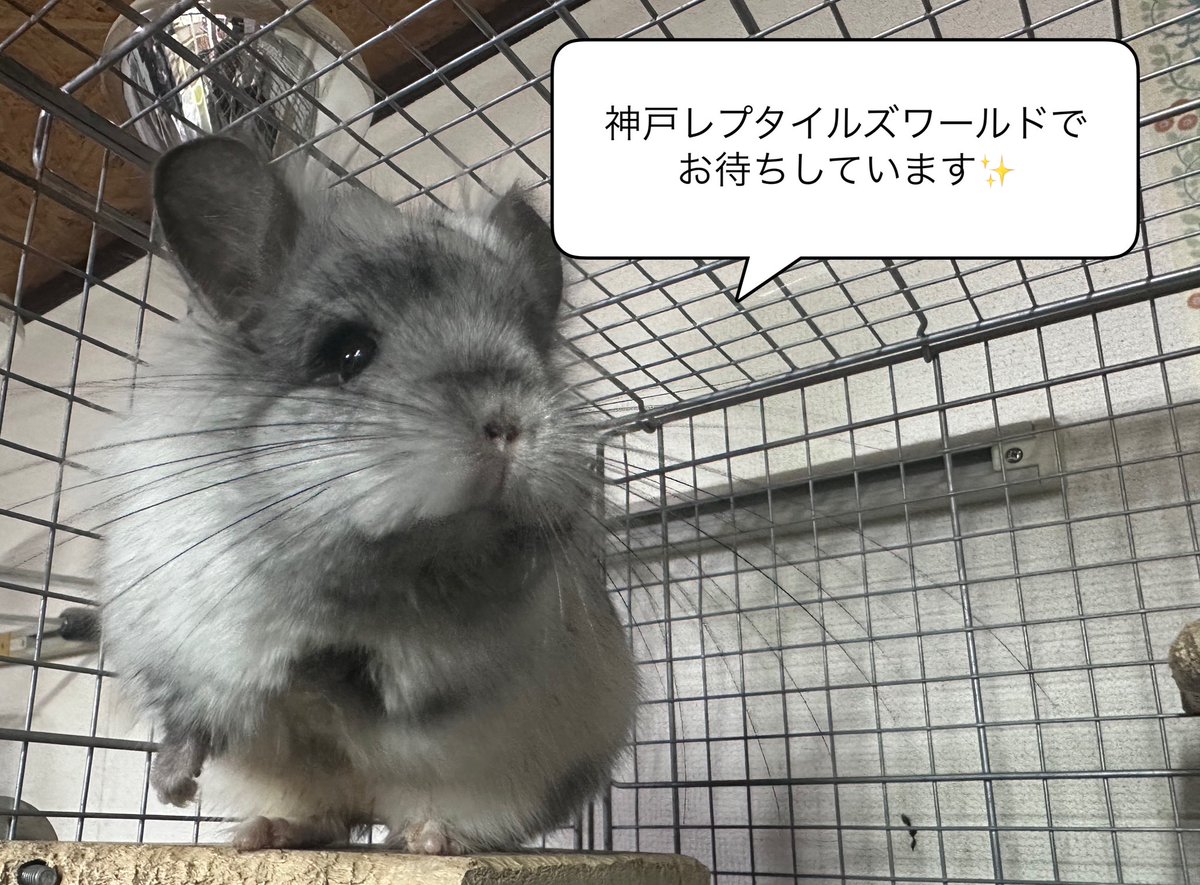 TinyTotTail's tweet photo. いよいよ明日から神戸レプタイルズワールドがスタートします⁉️
可愛いもふもふがお待ちしておりますのでぜひお立ち寄り下さい。
#神戸レプタイルズワールド #コウレプ #TinyTotTail #サンボーホール https://t.co/vz3lWqcmyA